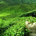 tea-plantation-2